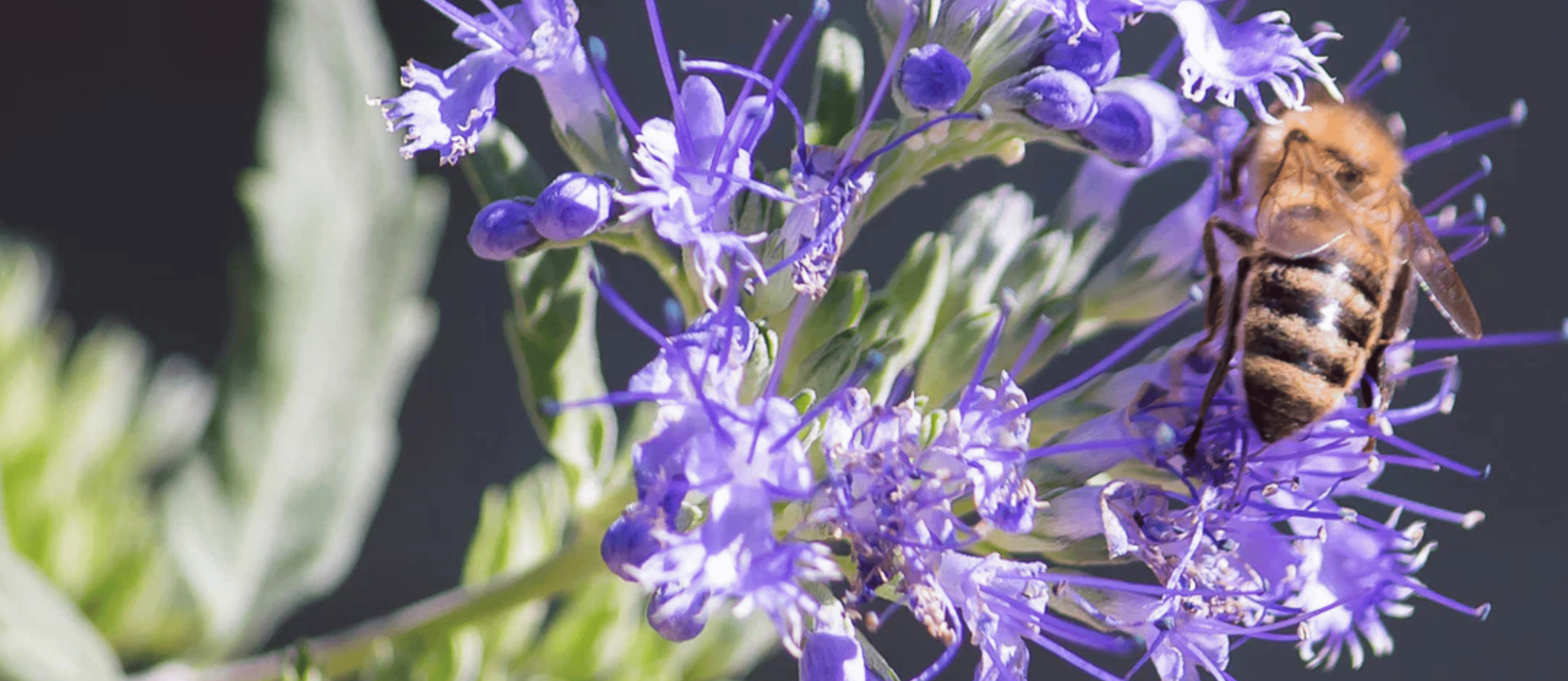 Close up of a flower with a bee